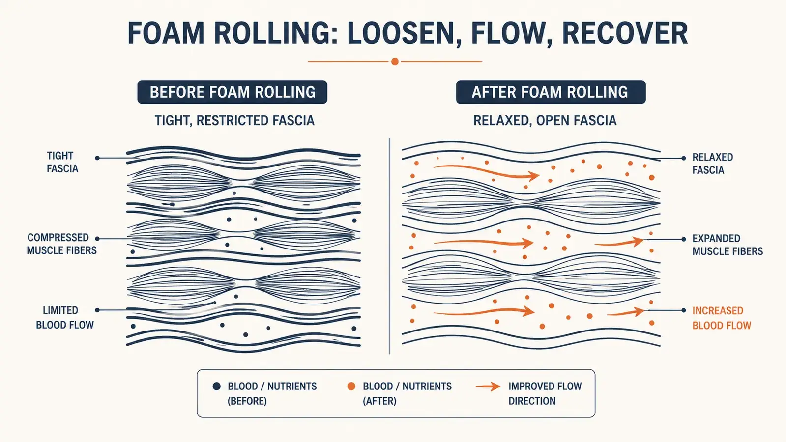 Side-by-side diagram showing muscle tissue before and after foam rolling with improved circulation arrows